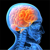 Picture of Skull with Brain Highlighted